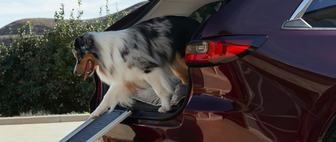 Mazda CX-90 Accessories – Pet Ramp