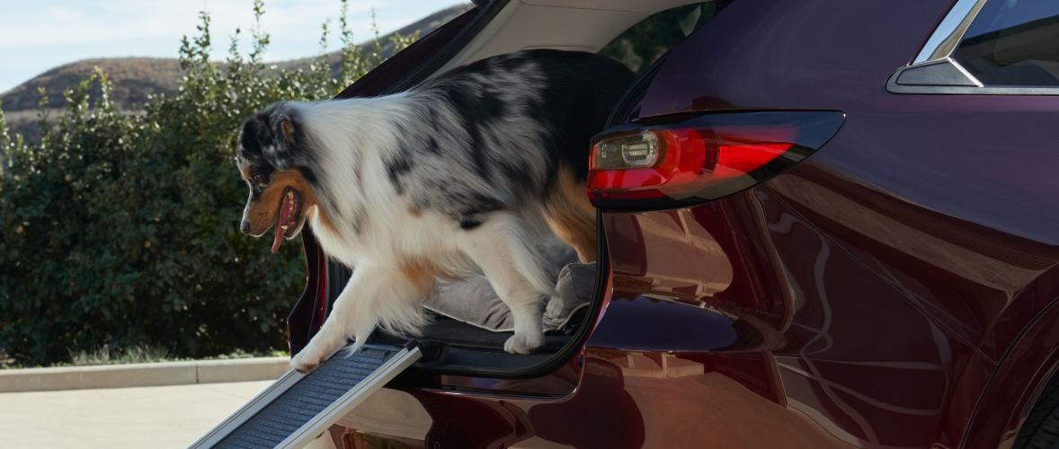 Mazda CX-90 Accessories – Pet Ramp
